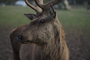 Close up of red deer, elk, cervus elaphus with antler     