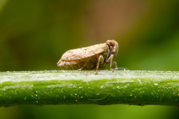 Close up of the Brown planthopper on green leaf in the garden. the  Nilaparvata lugens (Stal) on green brunch.