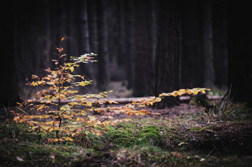 tree in the forest 