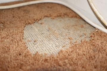 Close up of damage caused by carpet moths