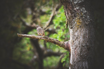 bird on tree