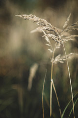 grass in the wind