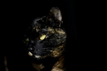 cat on black background