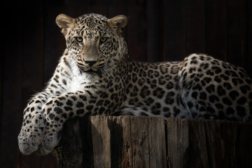 Fototapeta na wymiar Male leopard resting under the sunlight in the dark
