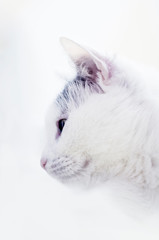 white cat on white background 