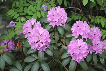 pink flowers in the garden