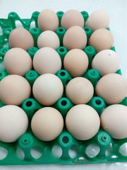 green plastic form with cells for laying and transporting eggs