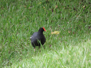 Wild black duck with red crest walking on a lawn