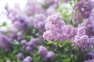 beautiful liliac flowers background. Violet tone. Floral spring composition. Selective focus.