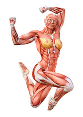 3D Rendering Female Anatomy Figure on White