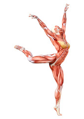 3D Rendering Female Anatomy Figure on White