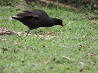 Wild black duck with red crest walking on a lawn