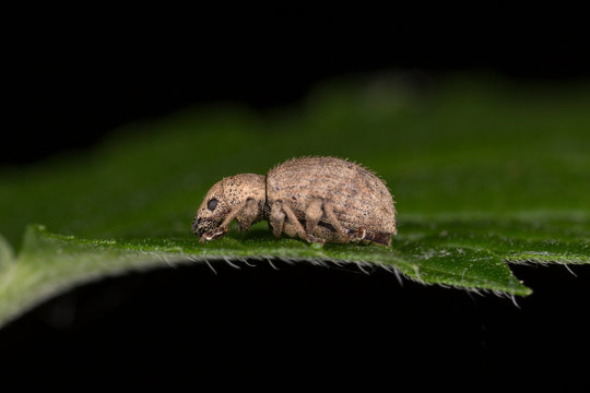 Sciaphilus asperatus is a species of weevil of the family Curculionidae native to Europe.