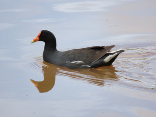 Wild black duck with red crest swimming in lake