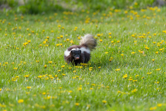 skunk o mofeta chilena
