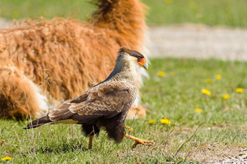 Fototapeta premium chilean bird of prey