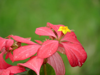 Yellow flower surrounded by red leaves