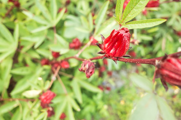 red roselle flowers