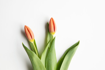 Two red tulips flowers on white background flat lay with copy pace. Seasonal, easter, spring mood background.
