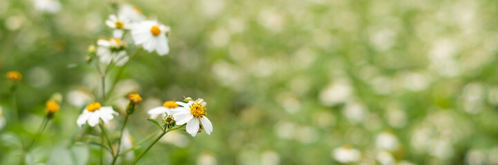 Fototapeta premium landscape of small white flower background