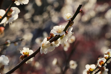 【日本の春】白梅