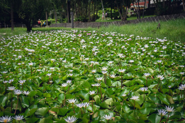 white lotus flower with green leaves