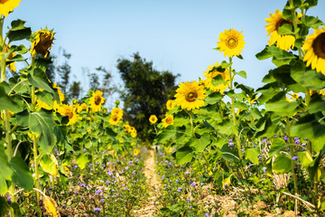 sunflowers farm with yellow flowers