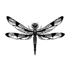 Vintage illustration of dragonfly