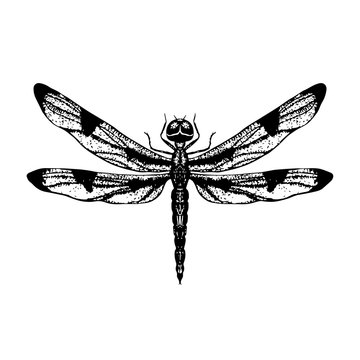 Vintage illustration of dragonfly