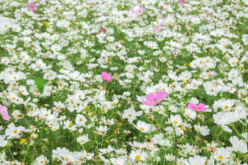 Fototapeta premium white cosmos flowers farm