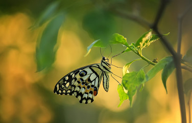 butterfly on leaf