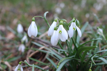 Fototapeta premium Nature background.Beautiful snowdrop. The first sign of spring. The snow-white flowers in the shape of a bell. Spring flowers.Blurred background.