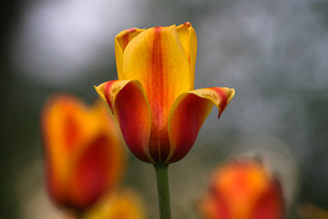 Fototapeta na wymiar Allphotokz Tulips 20050422 8961 20D