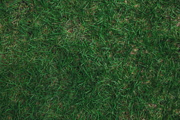 Top view of green grass texture. for background. in dark tone.