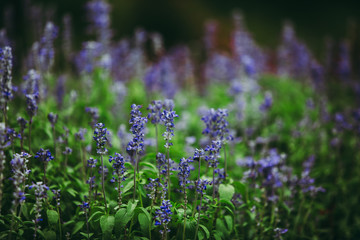 Colorful violet or purple lavender flower in field garden with dark forest tone.