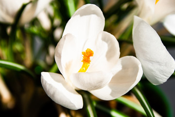 Fototapeta premium Beautiful white flowers of freshly opened crotos and showing their orange anthers with a background of herbs from a garden