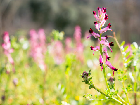 Macro view of pink flowers of a Fumaria (Fumaria officinalis) plant in a green field with more flowers of the same species