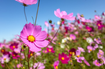 Obraz na płótnie Canvas pink cosmos flowers farm