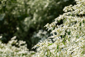 white pascuita flowers
