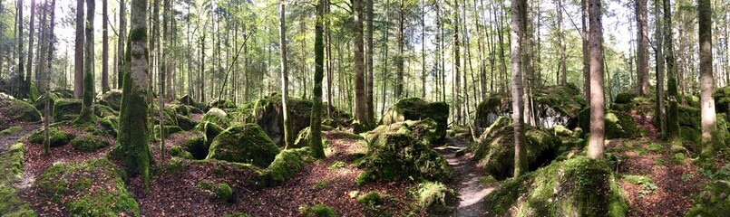 Zona boscosa en la zona del Blausee en el centro de suiza