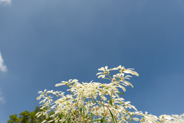 white pascuita flowers