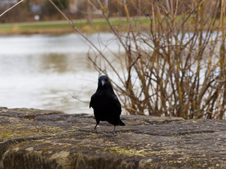 (Corvus corone) Aaskrähe einsam auf einer niedrigen Mauer am Wasser gestellt