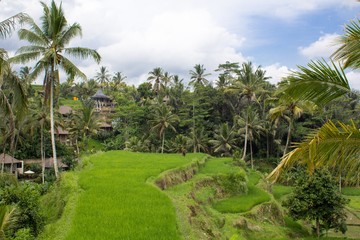 Fototapeta na wymiar Vista panoramica de la zona de campos de arroz cerca la ciudad famosa de Ubud en la isla de Bali