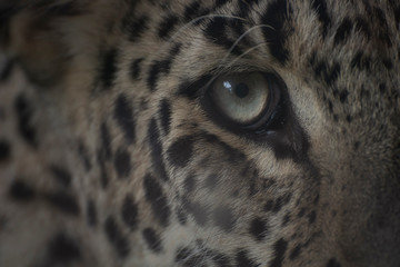 Face and eye of a male leopard