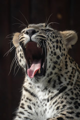 Fototapeta na wymiar Portrait of a leopard yawning