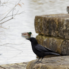 Aaskrähe (Corvus corone) einsam auf einer niedrigen Mauer am Wasser gestellt