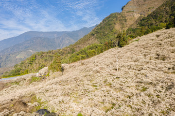 white plum blossom flowers