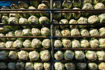 Fototapeta na wymiar Chinese Cabbage on the car ready to market.