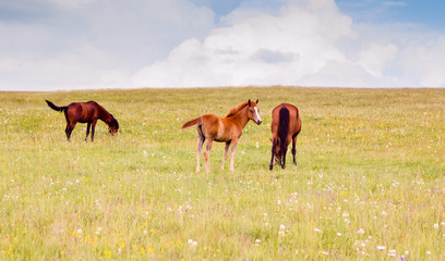 Fototapeta na wymiar Horses Grazing Nature