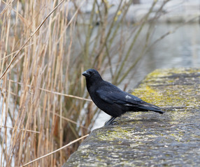 Aaskrähe (Corvus corone)